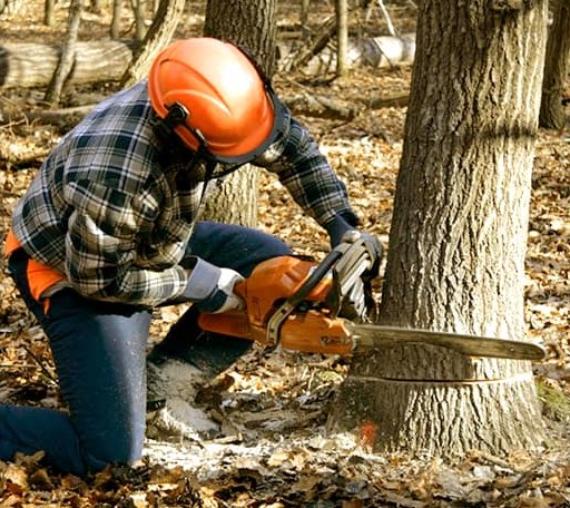 Tree Removal in Midland, MD